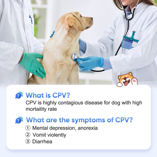 PawsXfun Canine Pravo Virus Test Kit: 5-Piece Dog CPV Home Detection In Feces/Vomit 5 Minute - Accurate & Non-Invasive For All Breeds & Ages