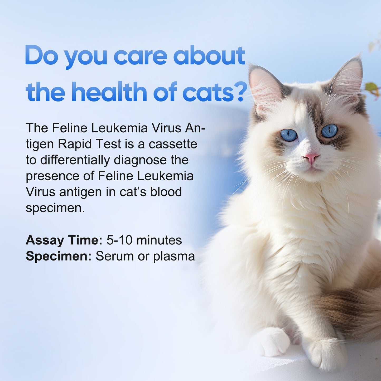 PawsXfun Feline Leukemia Virus Test Kit 5 Pieces : Quick 5-Min Home FELV Detection For Cats. Accurate, Non-Invasive, All Breeds/Ages