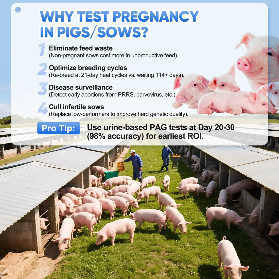 Commercial farmers, cost-conscious pig producers