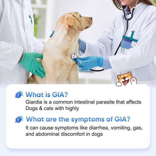 Multi-pet households, foster parents, owners with unexplained recurring diarrhea