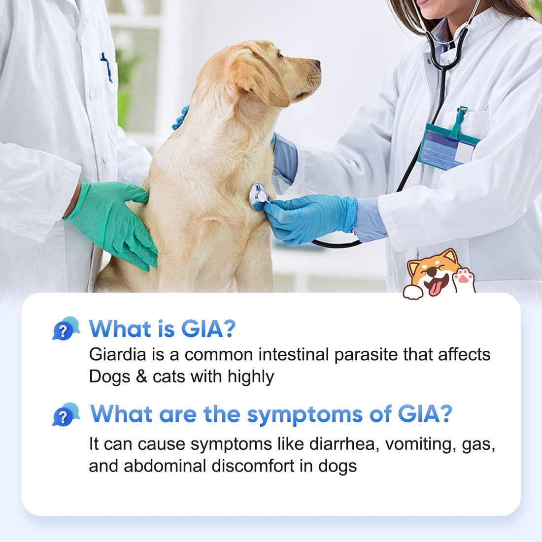 Giardia in Pets: The Silent Threat Every Owner Should Know About