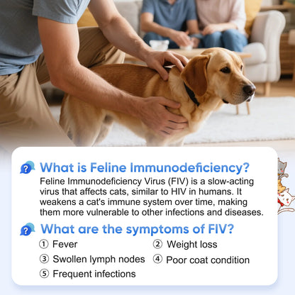 Rapid FIV Ab Test Kit for Cats – 5-10 Min Home Detection of Feline Immunodeficiency Virus Antibody, Easy Blood Sample (Serum/Plasma), Reliable Lateral Flow Assay, for All Breeds & Ages, In-Vitro Veterinary Use
