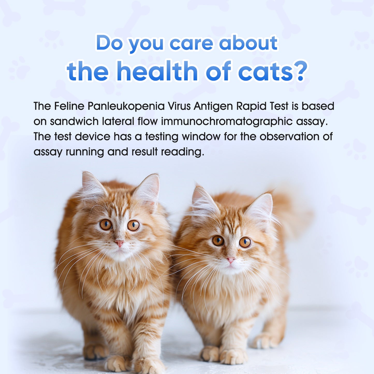 PawsXfun Feline Panleukopenia Virus Test Kit: Quick 5 Min Cat FPV Home Detection In Feces. Non-Invasive, Accurate For All Breeds & Ages